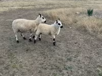 Sheep, Cerry Hill sheep — photo 1
