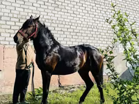 Pastuv, Swedish warmblood horse — fotografija 3