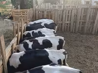 Buqa, Russian Black pied cattle — 1-rasm
