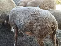 雄羊, Ile-de-France sheep — 写真 6