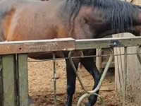 雌馬, Nonius horse — 写真 2