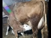 雄牛, Simmental cattle — 写真 2