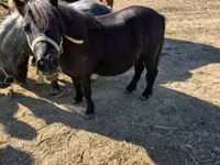 Yegua, Caballos — foto 8