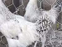 Chickens — zdjęcie 1