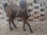Goat, Najdi goat — photo 2