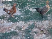 Chickens — الصورة 1