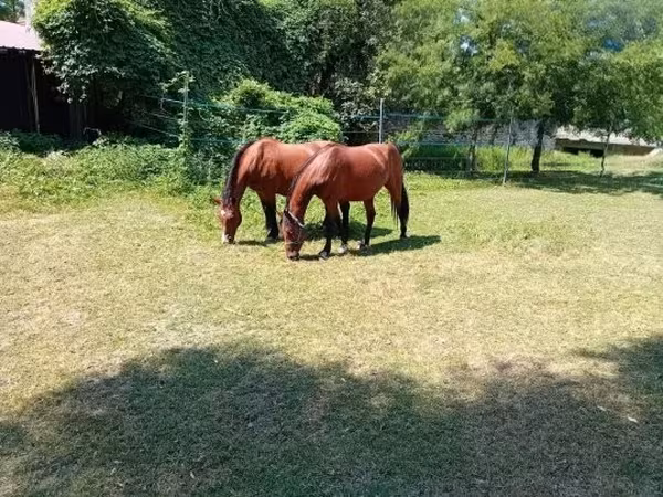 Kobyła, Konie — Węgry