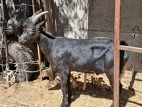 Billy Goat, Alpine goat — photo 7