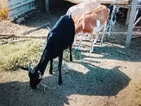 母山羊, Nubian Goat — 照片 2