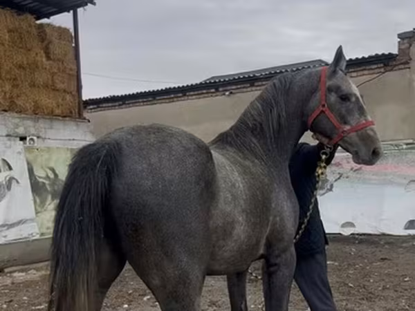 Aygʻir, Orlov Trotter