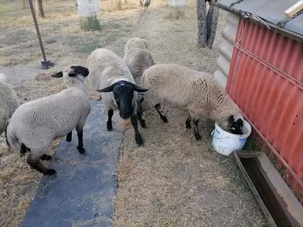 Қой, White Suffolk sheep