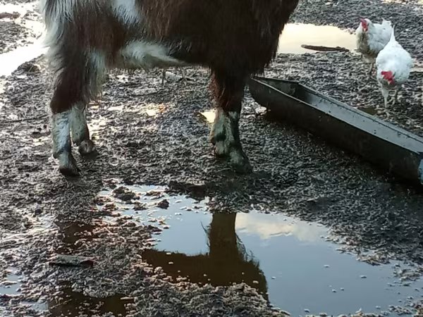 Теке, Alpine goat