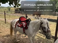 Pastuv, North Swedish horse — fotografija 5