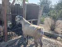تيس, Damask goat — الصورة 3