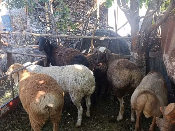 Ovelha, Rhon sheep