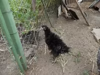 Chickens — 写真 2