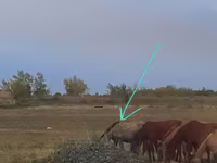 Kobila, Priob horse — fotografija 2