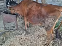 母牛, Limousin cow — 照片 4