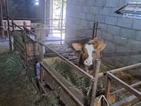 Сиыр, Swiss cattle — 2-сурет