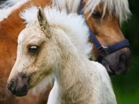 Pferde (Partie, Geschlecht nicht angegeben), Shetland Pony — Foto 6