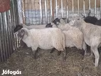 Schaf, Ile-de-France sheep — Foto 8