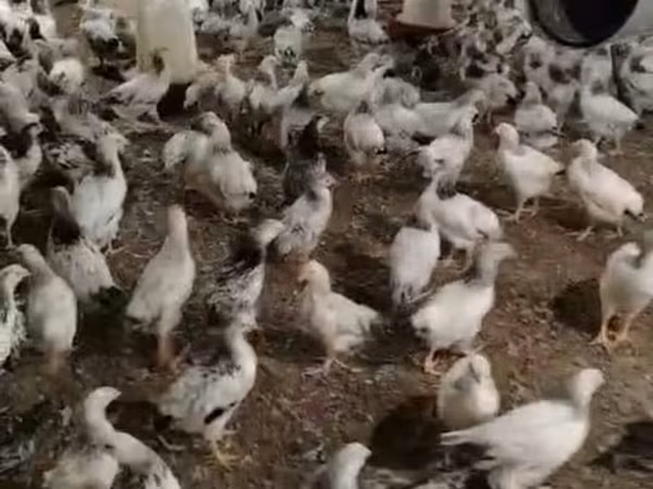 Chickens