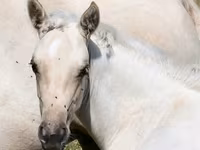 Kobila, Quarter Horse — fotografija 4
