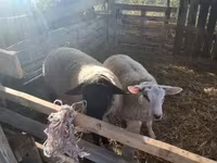 Carnero, White Suffolk sheep — foto 3
