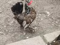 Chickens — الصورة 7