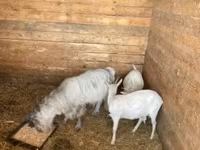 Koza, Kozy — zdjęcie 1
