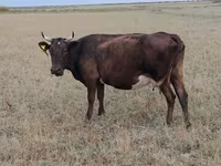 Krava, Ukrainian grey cattle — fotografija 3