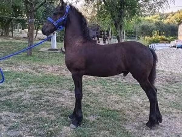 Кінь, Friesian — Угорщина
