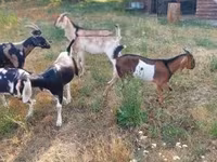 تيس, Nubian Goat — الصورة 4