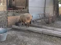 公羊, Hissar sheep — 照片 7