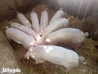 मादा सूअर, Крупная белая — फ़ोटो 1