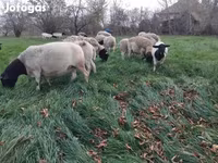 Ovejas (lote, sexo no especificado), Dorper sheep — foto 2