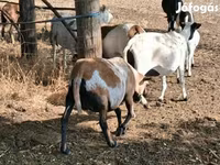 Sheep, Cameroon sheep — photo 4