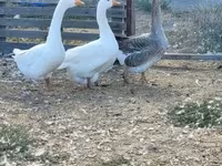 Geese — फ़ोटो 6