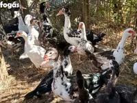 Ducks — Foto 1