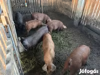 Cerdos (lote, sexo no especificado), Мангалица — foto 1