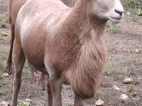 Ovan, Katum sheep — fotografija 6