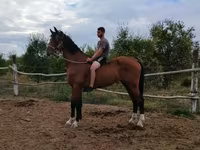 Cavalo, Dutch warmblood horse — foto 1