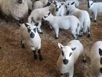 公羊, Cerry Hill sheep — 照片 3