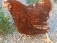 Chickens — zdjęcie 1