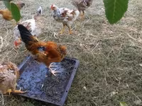 Bantam japonesa — foto 7