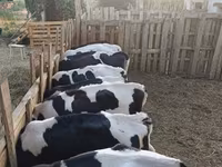 Touro, Russian Black pied cattle — foto 1