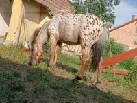 Koń, Konie — zdjęcie 5