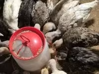 Turkeys — fotografija 1