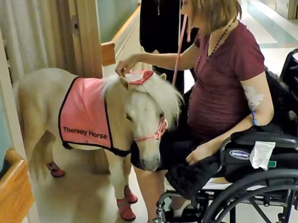 Kobila, Miniature horse