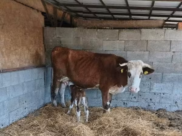 Buğa, Simmental cattle — Macarıstan